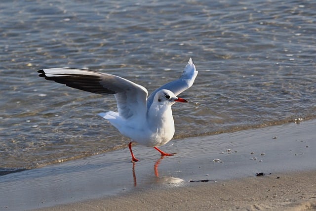 Free download gull beach baltic sea flying coast free picture to be edited with GIMP free online image editor