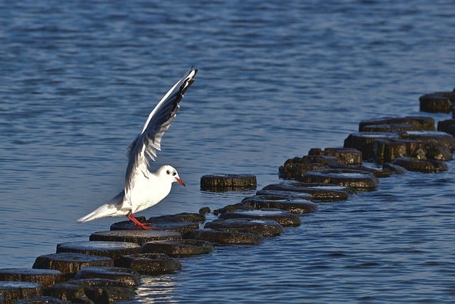 Free download gull beach ornithology species free picture to be edited with GIMP free online image editor