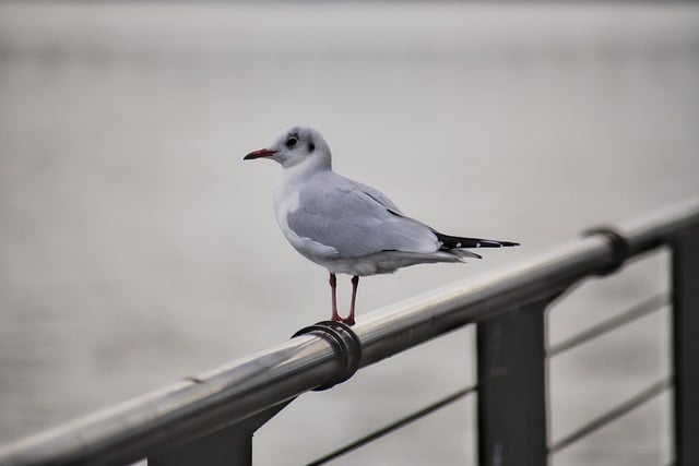 Free download gull bird animal free picture to be edited with GIMP free online image editor