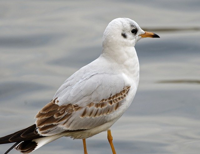 Free download gull bird animal black headed gull free picture to be edited with GIMP free online image editor