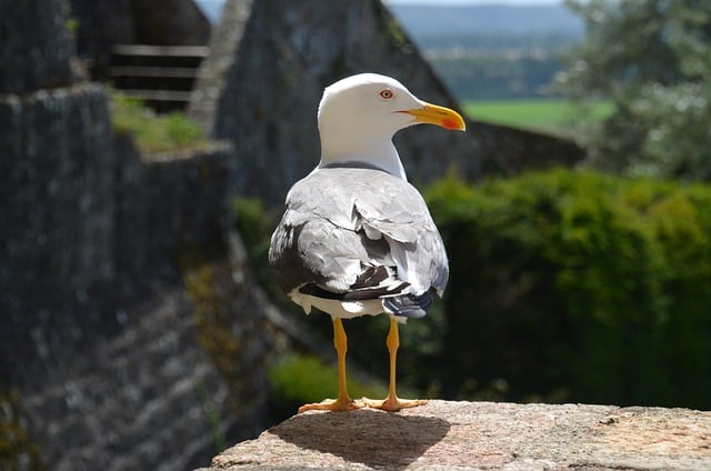 Free download gull bird beak feathers plumage free picture to be edited with GIMP free online image editor