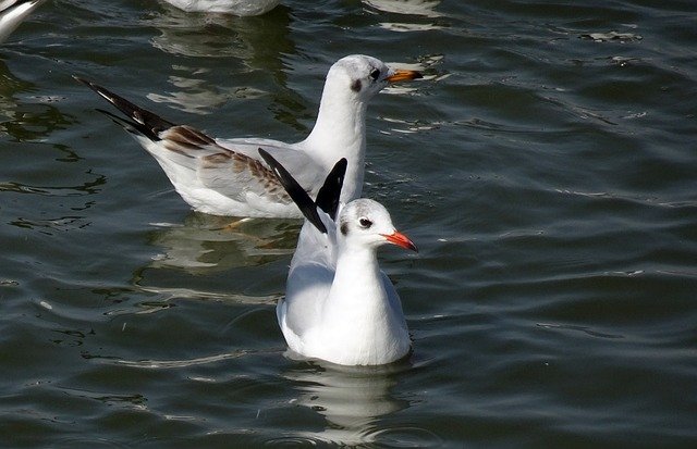 Free download Gull Bird Black-Headed -  free photo or picture to be edited with GIMP online image editor