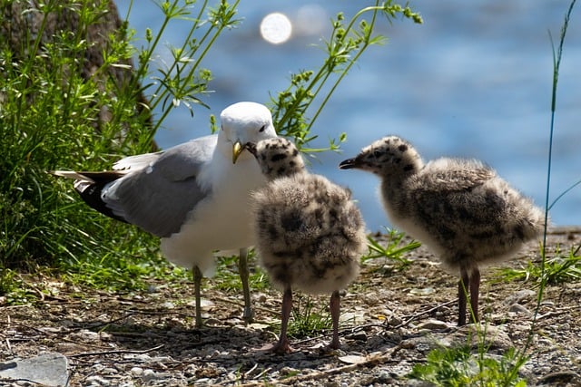 Free download gull bird mum nest family feeding free picture to be edited with GIMP free online image editor