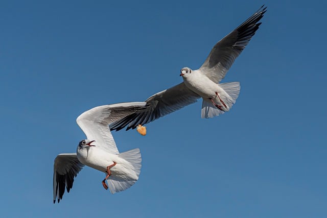 Free download gull bird nature ornithology free picture to be edited with GIMP free online image editor