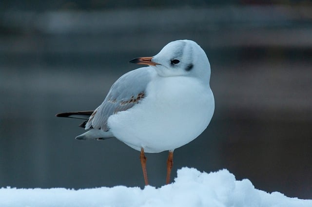 Free download gull bird ornithology seagull free picture to be edited with GIMP free online image editor