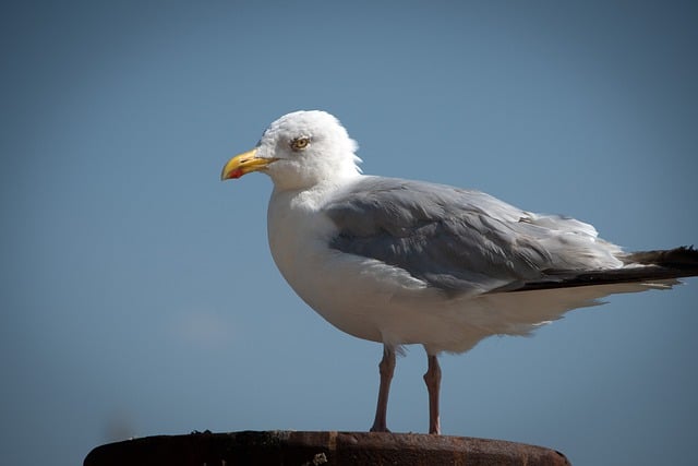 Free download gull bird ornithology wildlife free picture to be edited with GIMP free online image editor