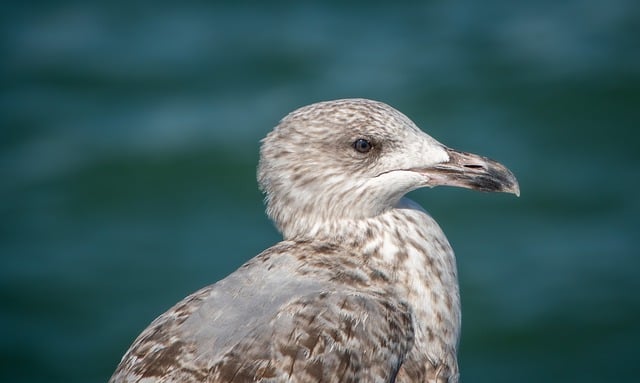 Free download gull bird seabird free picture to be edited with GIMP free online image editor