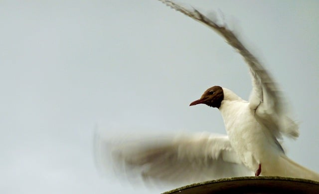 Free download gull bird sea bird coast beak free picture to be edited with GIMP free online image editor