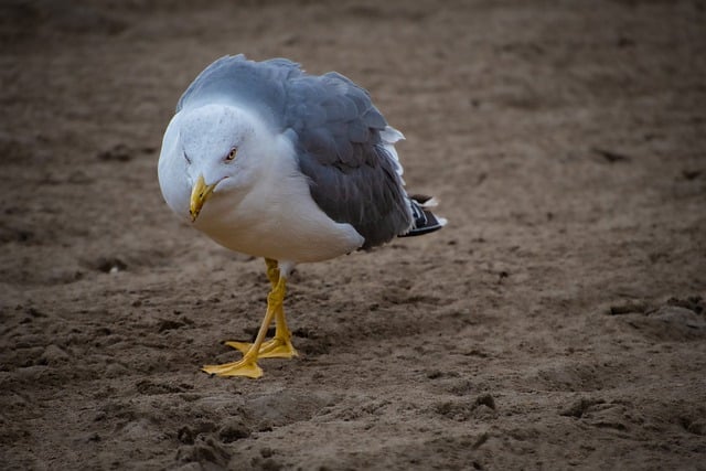 Free download gull bird seabird larus michahellis free picture to be edited with GIMP free online image editor