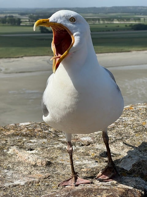 Free download gull bird sea bird seagull free picture to be edited with GIMP free online image editor