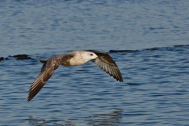 Baixe gratuitamente a imagem gratuita da gaivota voadora do pássaro do mar para ser editada com o editor de imagens on-line gratuito do GIMP
