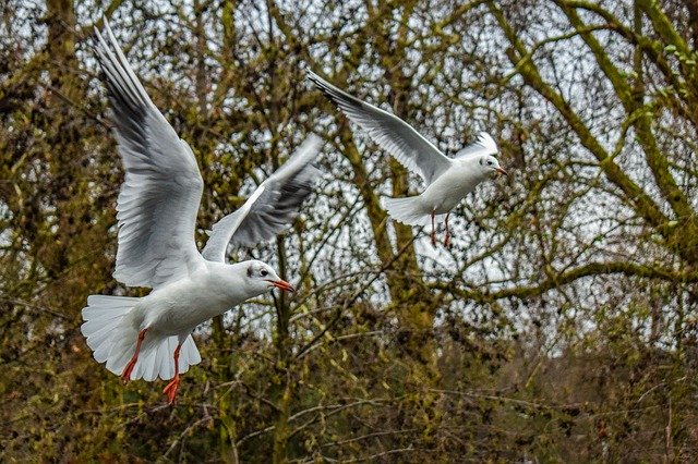 Téléchargement gratuit Gull Bird Seagull - photo ou image gratuite à éditer avec l'éditeur d'images en ligne GIMP