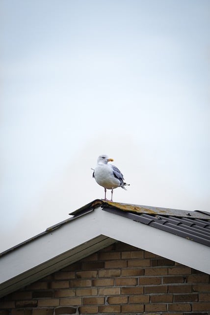 Free download gull bird sea roof housetop free picture to be edited with GIMP free online image editor
