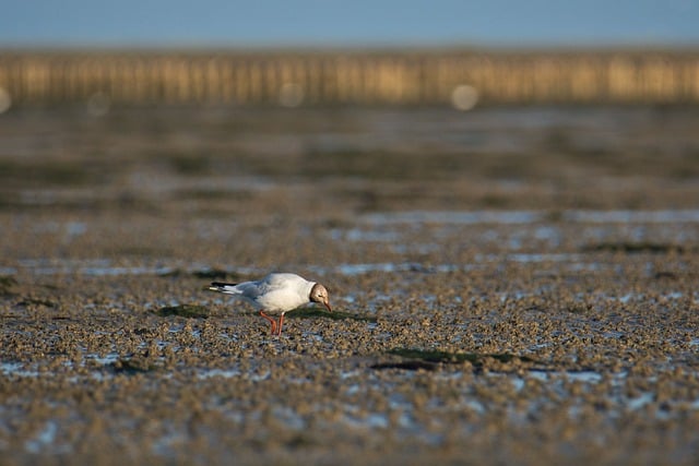 Descarga gratuita gaviota pájaro wadden mar mar naturaleza imagen gratis para editar con GIMP editor de imágenes en línea gratuito