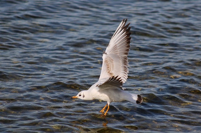 Free download gull bird watching sea ocean bird free picture to be edited with GIMP free online image editor