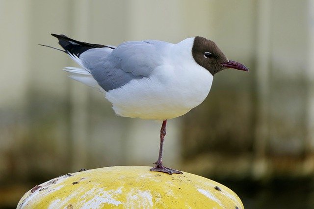 تنزيل Gull Bird Water Animal - صورة مجانية أو صورة مجانية لتحريرها باستخدام محرر الصور عبر الإنترنت GIMP