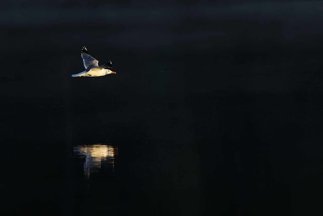 Unduh gratis burung camar burung air danau satwa liar gambar gratis untuk diedit dengan editor gambar online gratis GIMP