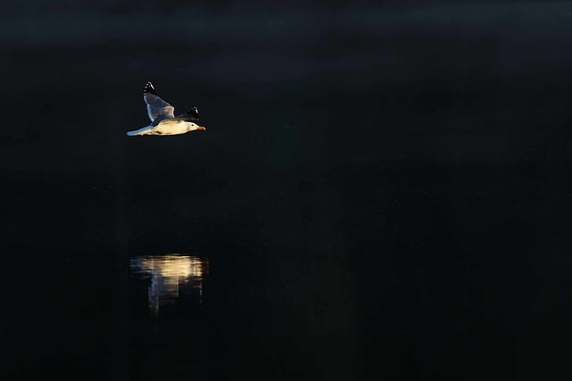 無料ダウンロードカモメ鳥水鳥湖野生生物GIMPで編集できる無料オンライン画像エディター