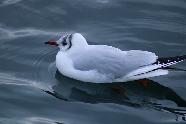 Free download gull black headed gull plumage free picture to be edited with GIMP free online image editor