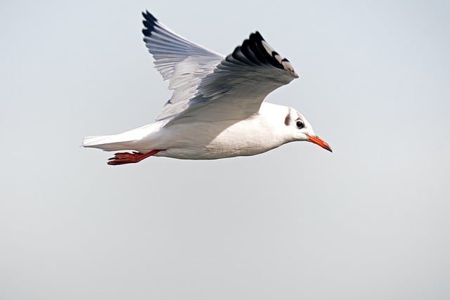 Baixe gratuitamente a imagem gratuita da gaivota de cabeça preta e do pássaro aquático para ser editada com o editor de imagens on-line gratuito do GIMP