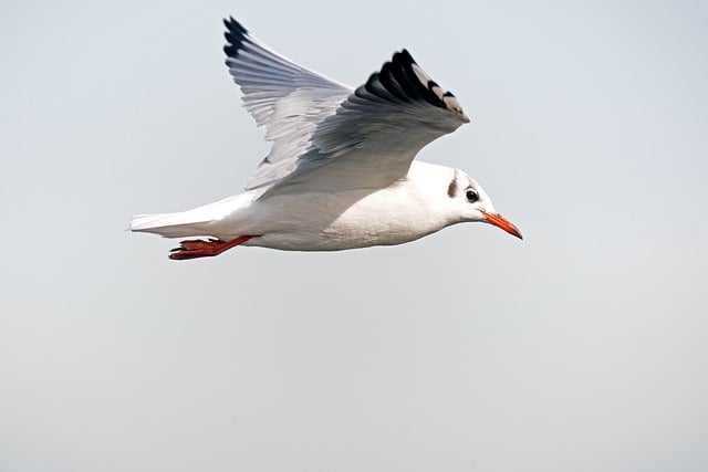 Free download gull black headed gull water bird free picture to be edited with GIMP free online image editor