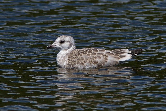 Free download gull cub sea ui log boy free picture to be edited with GIMP free online image editor