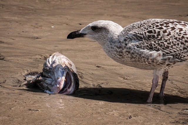 Bezpłatne pobieranie mewa ryba głowa ryby plaża wybrzeże darmowe zdjęcie do edycji za pomocą bezpłatnego internetowego edytora obrazów GIMP