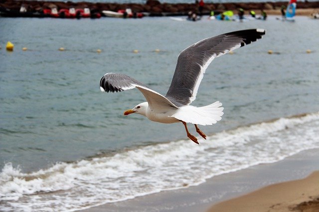 Free download Gull Flight Beach -  free photo or picture to be edited with GIMP online image editor