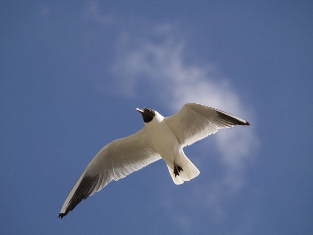 Free picture Gull Flight Seabird -  to be edited by GIMP free image editor by OffiDocs