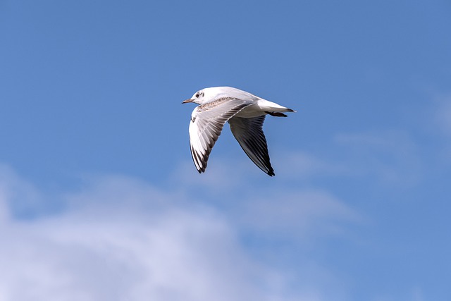 Free download gull flying bird sky bird clouds free picture to be edited with GIMP free online image editor