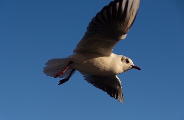 Free download gull flying bird wing animal free picture to be edited with GIMP free online image editor