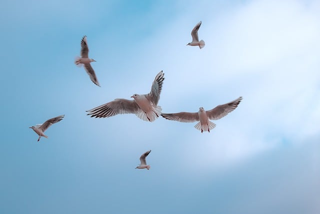 Scarica gratuitamente l'immagine gratuita di Gull Heaven Birds Nature Freedom da modificare con l'editor di immagini online gratuito GIMP