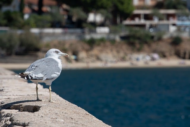 Free download gull herring gull gull on the quay free picture to be edited with GIMP free online image editor