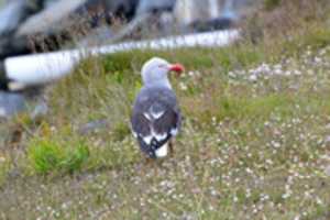 Free download Gull in the park in Ushuaia free photo or picture to be edited with GIMP online image editor