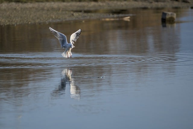 Free download gull lake nature hunting chiemsee free picture to be edited with GIMP free online image editor