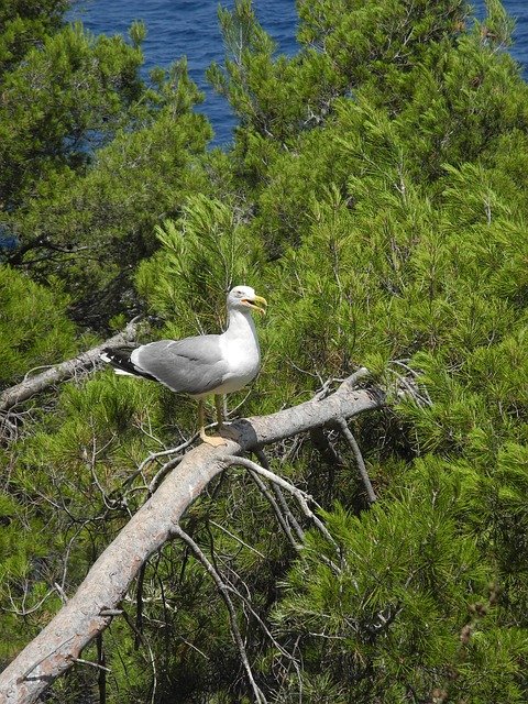 Free download gull l animal bird maritime nature free picture to be edited with GIMP free online image editor