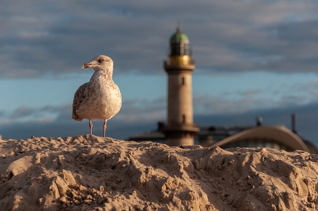 Free download gull lighthouse bird ornithology free picture to be edited with GIMP free online image editor