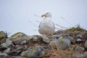 Free download Gull on Magdalena Island free photo or picture to be edited with GIMP online image editor