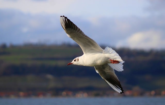 Free download gull plumage flying ornithology free picture to be edited with GIMP free online image editor
