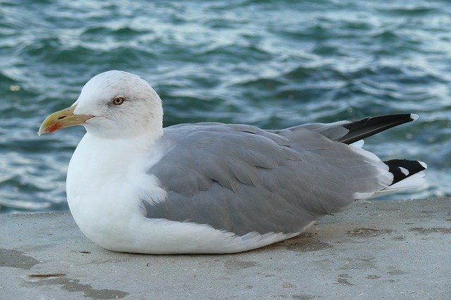 Bezpłatne pobieranie Gull Port - bezpłatne zdjęcie lub obraz do edycji za pomocą internetowego edytora obrazów GIMP