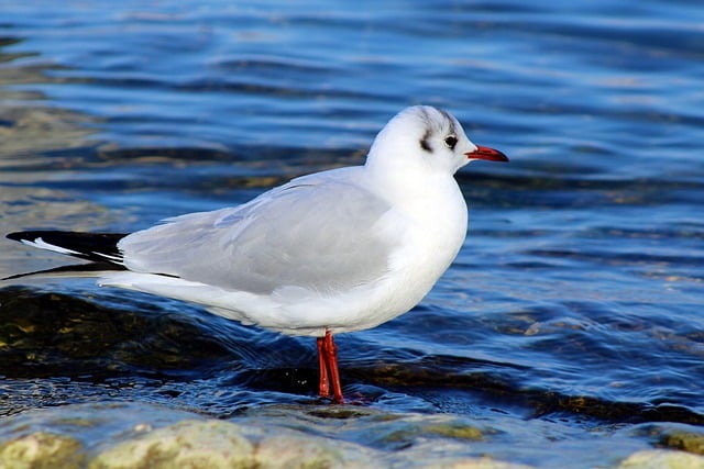 Free download gull riverbank maritime sea nature free picture to be edited with GIMP free online image editor