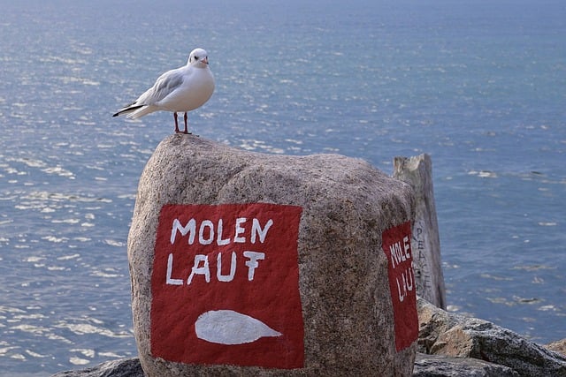 Free download gull sassnitz baltic sea port free picture to be edited with GIMP free online image editor