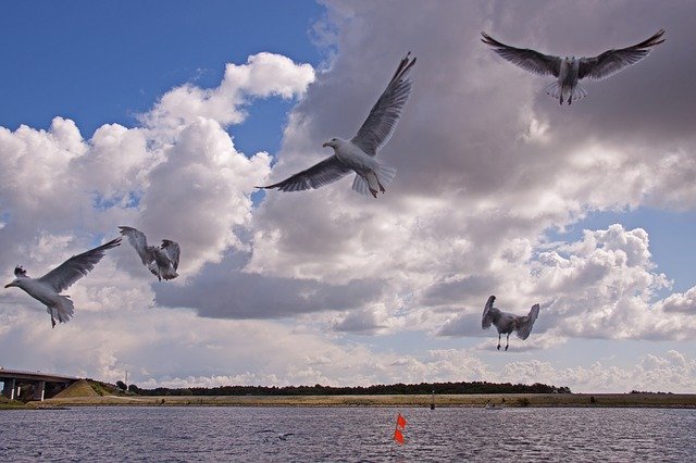 Template Photo Gulls Birds Expensive for OffiDocs