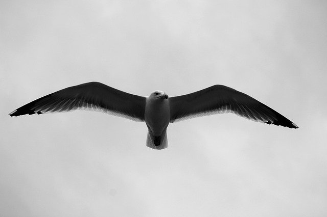 Free download Gulls Birds Fly -  free photo or picture to be edited with GIMP online image editor