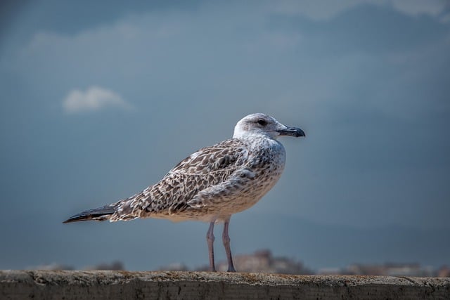 Free download gull seabird bird free picture to be edited with GIMP free online image editor