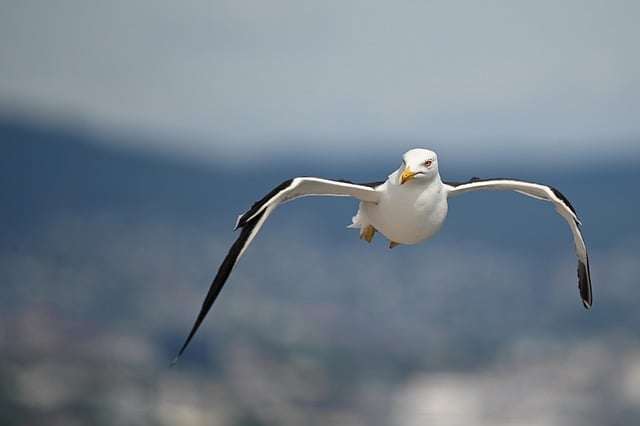 Free download gull sea bird wildlife nature free picture to be edited with GIMP free online image editor