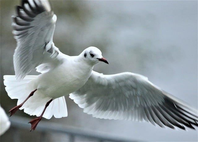 Free download gull seagull flying animal wings free picture to be edited with GIMP free online image editor