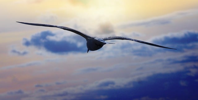 Free download gull seagull flying bird freedom free picture to be edited with GIMP free online image editor
