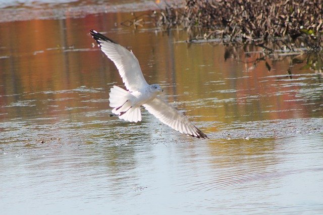 تنزيل Gull Seagull Lake مجانًا - صورة مجانية أو صورة يتم تحريرها باستخدام محرر الصور عبر الإنترنت GIMP