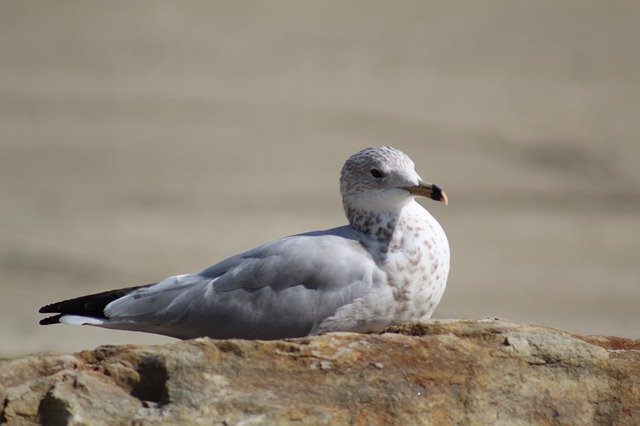 Gratis download Gull Seagull Plumage - gratis foto of afbeelding om te bewerken met GIMP online afbeeldingseditor